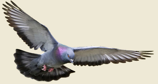 pigeonflyr
